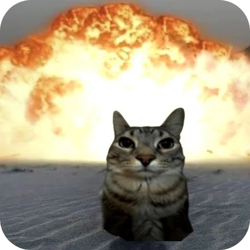 small to medium-sized cats mammal animal