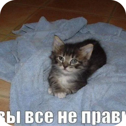 кошки малого и среднего размера кошка кошачьи