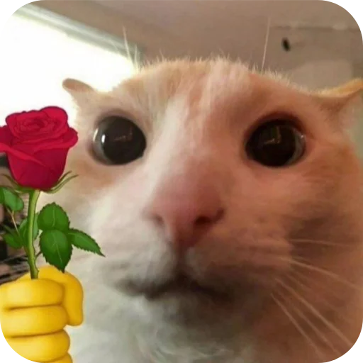 small to medium-sized cats felidae indoor