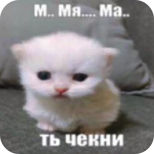 млекопитающее животное кошка