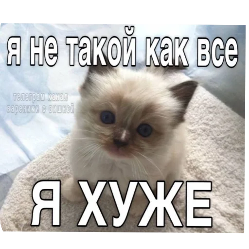 кошка животное домашняя кошка