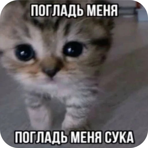 млекопитающее животное кошка