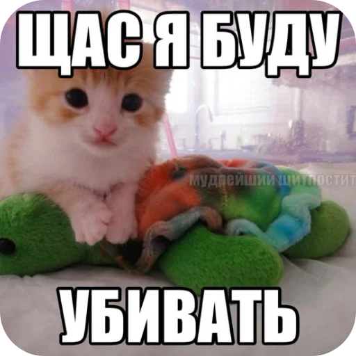 text small to medium-sized cats felidae