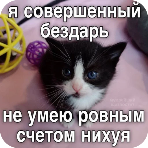 cat small to medium-sized cats mammal