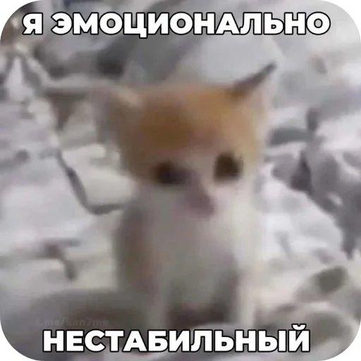 млекопитающее животное СМС