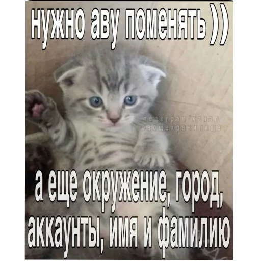 СМС животное млекопитающее