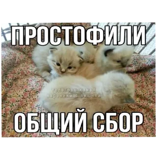 СМС животное млекопитающее