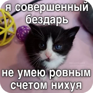 кошка кошки малого и среднего размера млекопитающее