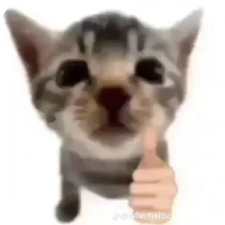 животное млекопитающее кошка