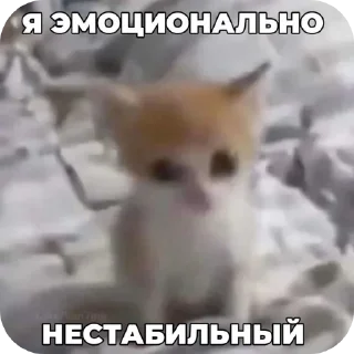 млекопитающее животное СМС