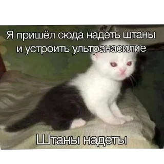 СМС млекопитающее животное