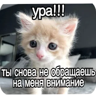 животное млекопитающее кошка