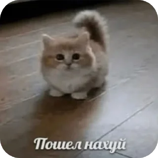 млекопитающее животное кошка