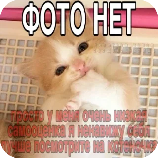 СМС млекопитающее животное