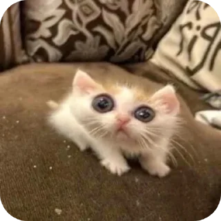 животное млекопитающее кошка