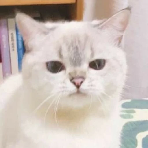 Sticker Koteki_by_Ray - 1