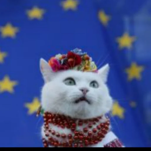 кошки малого и среднего размера кошка домашняя кошка