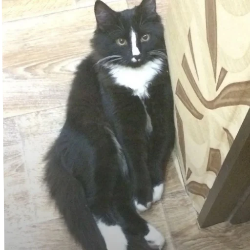 животное кошки малого и среднего размера млекопитающее