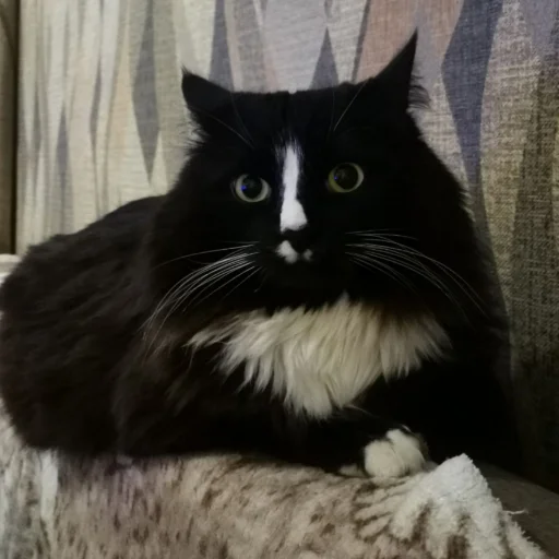 животное кошка млекопитающее