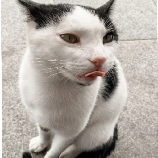 млекопитающее животное домашняя кошка