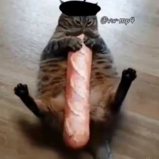 кошка комнатный животное