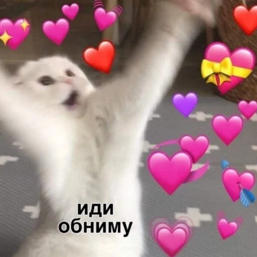 кошка животное млекопитающее