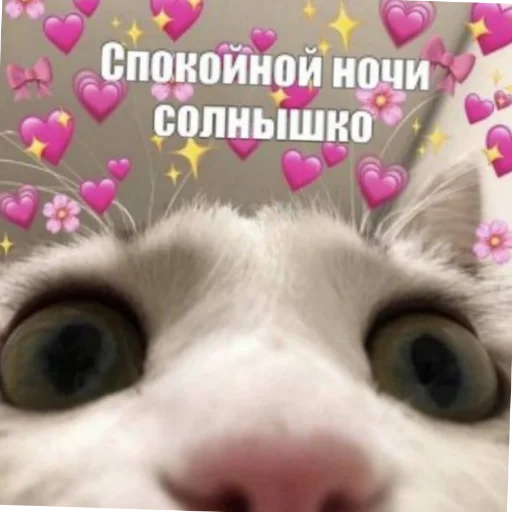 животное кошки малого и среднего размера кошка