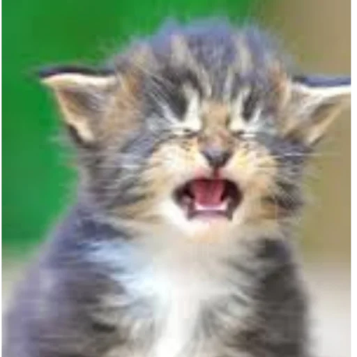 животное млекопитающее кошка