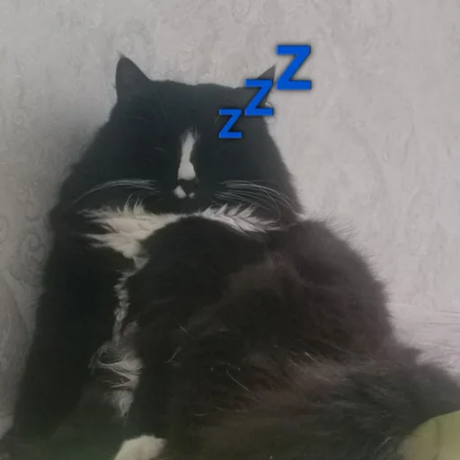 млекопитающее кошки малого и среднего размера животное