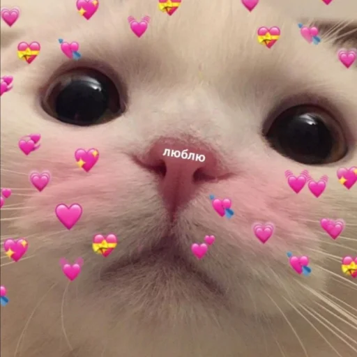 млекопитающее кошки малого и среднего размера усы