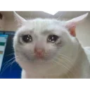 Стикер Котейки Memes | by kirillmaster4 - 4