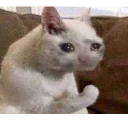 Стикер Котейки Memes | by kirillmaster4 - 9