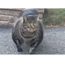 Стикер Котейки Memes | by kirillmaster4 - 3