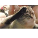 Стикер Котейки Memes | by kirillmaster4 - 2