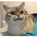 Стикер Котейки Memes | by kirillmaster4 - 5