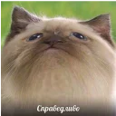 Стикер Котейки Memes | by kirillmaster4 - 11