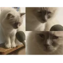 Стикер Котейки Memes | by kirillmaster4 - 7