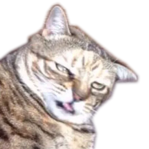 Стикер KoteykiStickersPack - 1