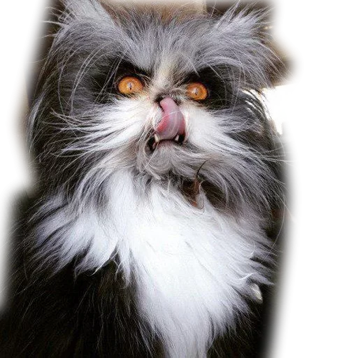 Sticker KoteykiStickersPack - 1