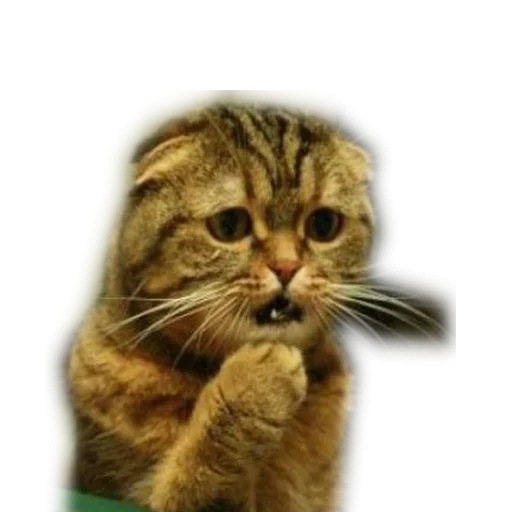 Sticker KoteykiStickersPack - 1