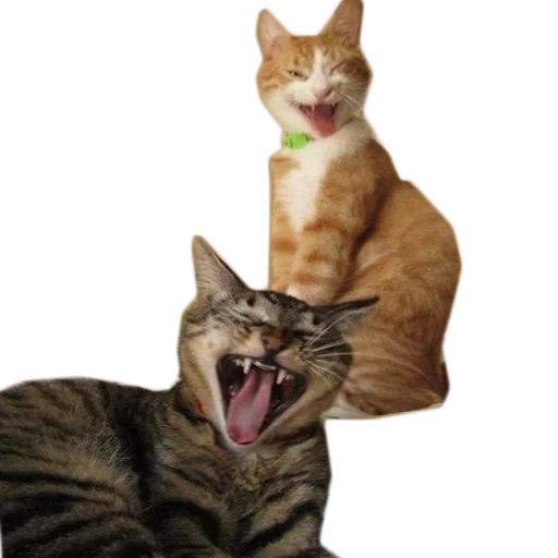 Sticker KoteykiStickersPack - 1