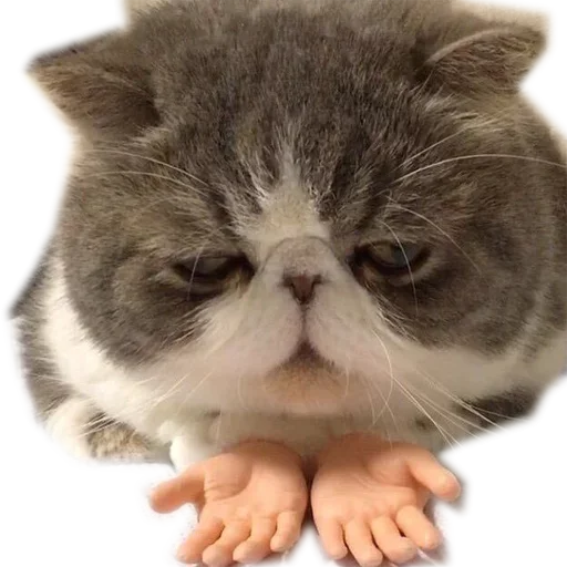 Стикер KoteykiStickersPack - 1