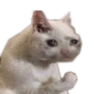 Sticker Meow @stickersb2b - 9