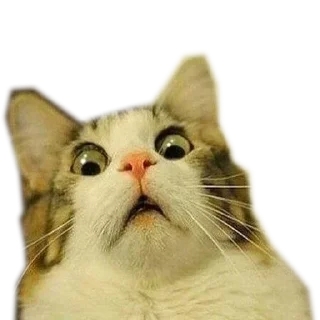 Sticker Meow @stickersb2b - 7