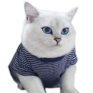 Sticker Meow @stickersb2b - 10