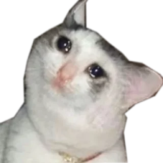 Sticker Meow @stickersb2b - 8