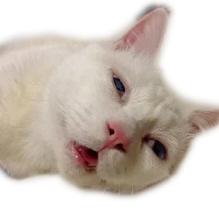 Sticker Meow @stickersb2b - 11