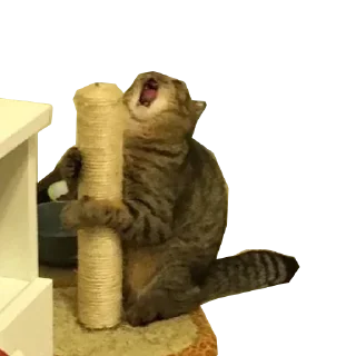 Sticker Meow @stickersb2b - 1