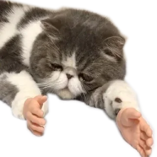 Sticker Meow @stickersb2b - 2