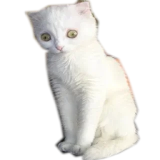 Sticker Meow @stickersb2b - 3